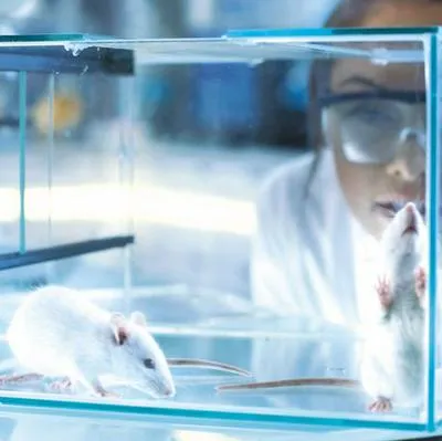 Juan Carlos Losada retira proyecto de ley que buscaba eliminar los experimentos en laboratorios con animales vivos. 