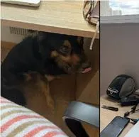 A través de redes sociales, comparten tierno video, donde se ve cómo un perro hace lo correcto ante temblor.