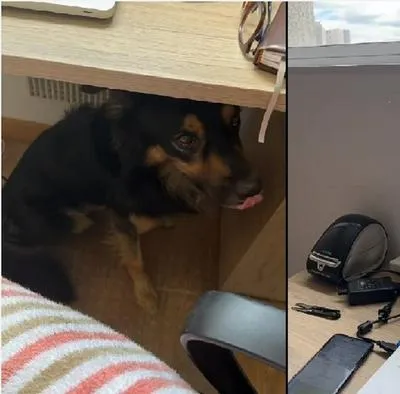 A través de redes sociales, comparten tierno video, donde se ve cómo un perro hace lo correcto ante temblor.