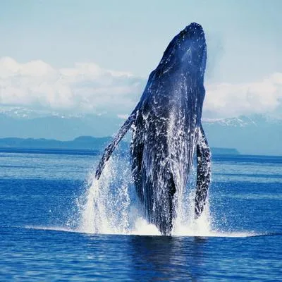 Océano Pacífico el lugar más idóneo para avistar ballenas jorobadas en Colombia. 