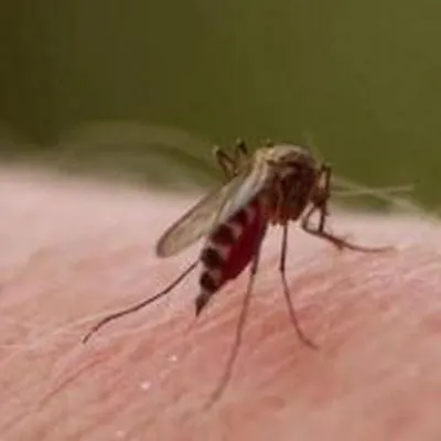 Autoridades de salud del Valle piden tomar medidas por dengue, superaron los 5.000 casos