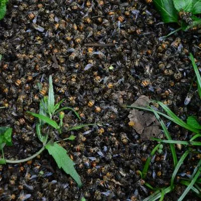 Cerca de 200 mil abejas murieron vereda de Pereira por uso de fertilizantes sin control. 