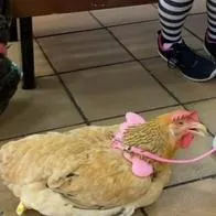 Gallinas pasearon por el centro comercial Multicentro de Ibagué y estallaron las redes.