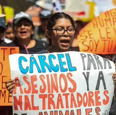 Condenan a hombre que le dio machetazos a una yegua arcoíris y a mujer que mató a sus dos mascotas por su situación económica.