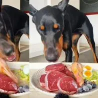 Polémica en redes: a perro lo alimentan con filetes, huevo, pollo y comida extra premium, lo que para algunas personas es un lujo y para otras una desigualdad por la pobreza que hay en varias partes del mundo.