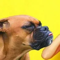 Revelan las cosas que los perros odian de sus dueños, según la ciencia. Las mascotas tienen una serie de necesidades que pocas veces son vistas.