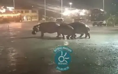 Hipopótamos están empezando a apoderarse de la autopista Medellín-Bogotá