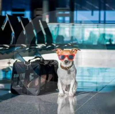 Viajar con mascotas: recomendaciones para un trayecto confortable en avión o carro.
