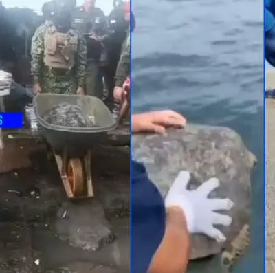 Tortugas marinas rescatadas por la Armada Nacional en Nariño, iban a ser vendidas.