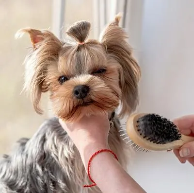 Esta es la forma para crear un desenredante casero y quitarle los nudos al pelo de su perro.