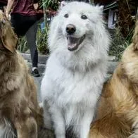 Perros tendrían la oportunidad de comunicarse con humanos a través de novedoso invento.