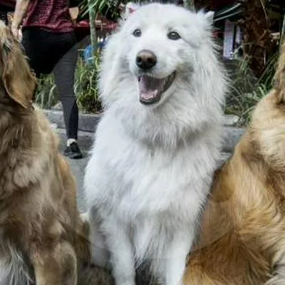 Perros tendrían la oportunidad de comunicarse con humanos a través de novedoso invento.