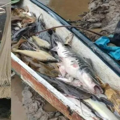 Una grave emergencia se presentó en el río Magdalena: hubo mortandad de peces y varios aprovecharon para comercializarlos. Acá, los detalles.