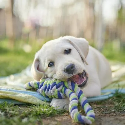 Recomendaciones para ayudar a los perros con problemas de movilidad o de cadera.