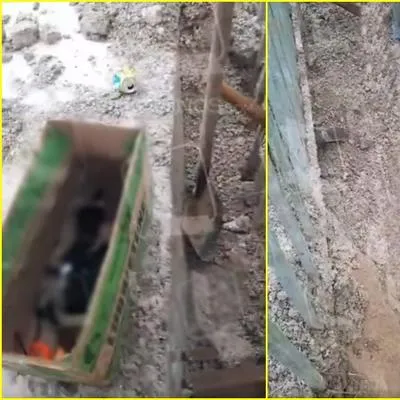 Huila: obreros hallaron perros cachorros enterrados en construcción en Pitalito