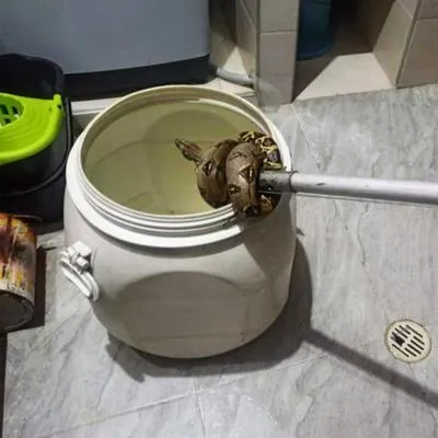 Serpiente encontrada en casa de Tolima.