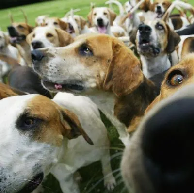 Los perros son más sensibles a la voz de las mujeres, un estudio reveló que esto hace que sea muy similar al desarrollo de los bebes cuando están en el vientre.