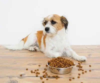 Por qué los perros no quieren comer: alimentarlos siempre con concentrado podría ser una de las razones. Varíe su dieta con estas deliciosas opciones.