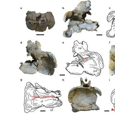 Encuentran al dinosaurio herbívoro más antiguo del mundo. Tiene 167 millones de años