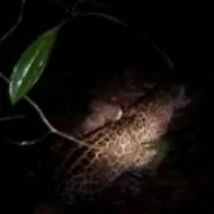 Jaguar en el Bosque de Galilea, en el Tolima. Cortolima pide que no lo ataquen.