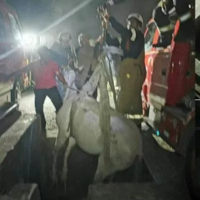 Bomberos del Líbano realizan heroico rescate de yegua atrapada en alcantarilla