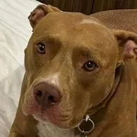 Buscan por todos lados a Romina, mascota que desapareció extrañamente en colegio de La Calera, Cundinamarca. Ofrecen $ 2 millones de recompensa. 