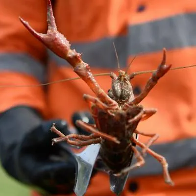 Croqueta de cangrejo: así libran al lago parque Simón Bolívar de amenazante plaga