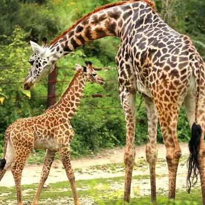 Nació jirafa sin manchas y expertos están asombrados: así se ve