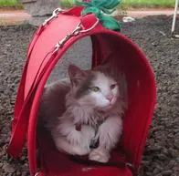 Chizuru, la gata que recorrió Sudamérica en compañía de su dueña y que tiene varias anécdotas que comapartor