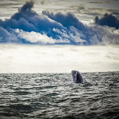 Más de mil personas han disfrutado del espectáculo de ballenas en Tumaco