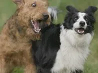 Por qué los perros le ladran a otros perros en la calle; entrenamiento, comprensión de su comportamiento emocional y otras maneras para tranquilizarlos.