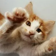 Estos son los métodos que puede usar para saber si su gato es zurdo o diestro. 