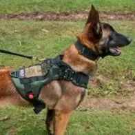 Inauguran clínica veterinaria como homenaje a perro Wilson, en Cali: servicios