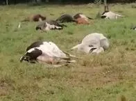 Sigue el misterio por las 59 vacas que 