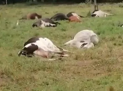 Sigue el misterio por las 59 vacas que "murieron de forma extraña" en Buga