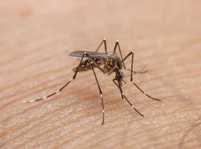 Moquito que transmite el dengue. En relación con contagios en Colombia. 