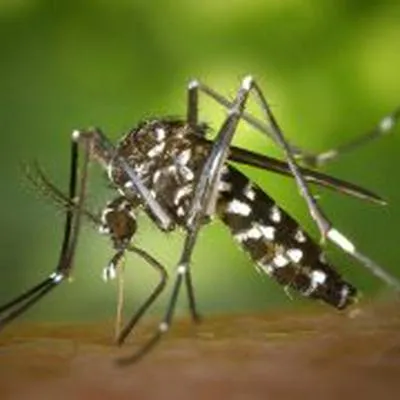 Siguen aumentando casos de dengue en Cali, ya hay más de 4.000 en el municipio.
