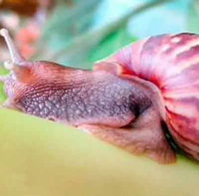 El caracol gigante africano es una amenazante plaga para la sociedad, causa algunas enfermedades.