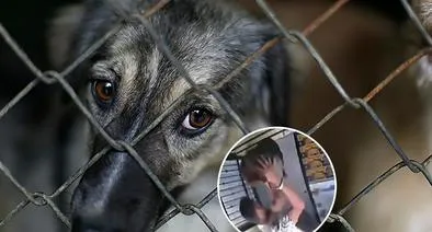 Hombre golpeó a un perrito en Puebla
