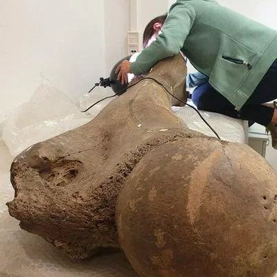 En Alemania dieron a conocer por medio de investigación científica cómo cazaban elefantes gigantes hace miles de años.