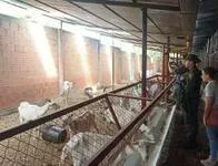 Investigan caso de animales con desnutrición