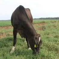 El ICA y el Invima le pusieron el ojo a la muerte de 51 bovinos en una finca de Buga, Valle del Cacua, que, hasta hoy, sigue siendo un misterio.
