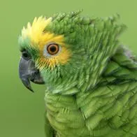 Loro frentiamarillo, como el que llegó al Jardín Botánico de Medellín que se autolesionaba por 10 años en cautiverio.