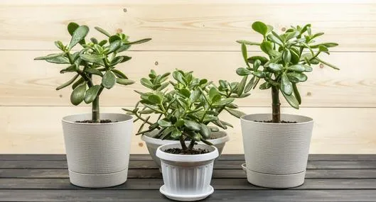 image_desktop