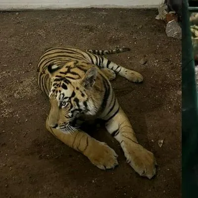 El tigre de 2 años y 103 kg, se encuentra bajo resguardo y sano.