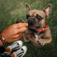 Esta es la forma para enseñarle a su perro a dar chócala y pata.