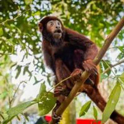Un mono aullador víctima de tráfico ilegal recupera movilidad al ser rescatado