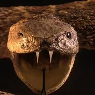 Murió joven por mordedura de serpiente cuando recolectaba fruto que solo se ve en la Costa