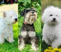 Perros recomendados para adultos mayores y evitar riesgos