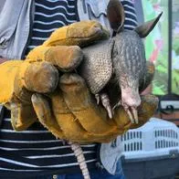 6500 animales de fauna silvestre han sido incautados y recuperados por la CRQ en Quindío